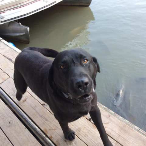a dog sitting on top of a wooden boat in the water