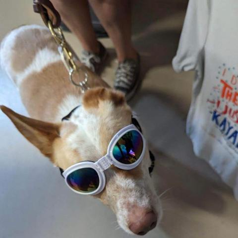 a dog wearing sunglasses