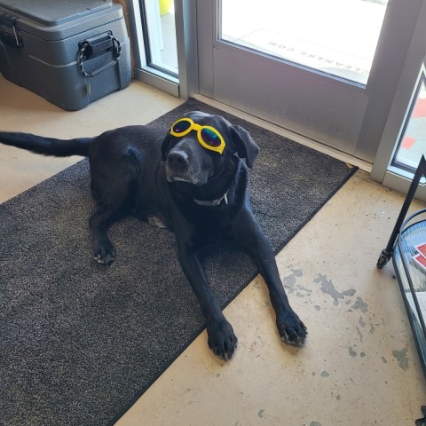 a dog standing in a room